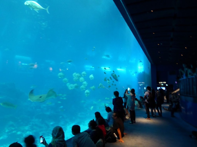 SEA-aquarium-sentosa-049.jpg