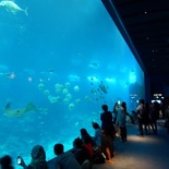 SEA-aquarium-sentosa-049
