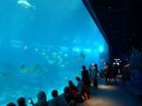 SEA-aquarium-sentosa-049