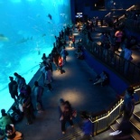 SEA-aquarium-sentosa-052