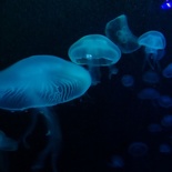 SEA-aquarium-sentosa-071