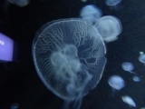 SEA-aquarium-sentosa-074