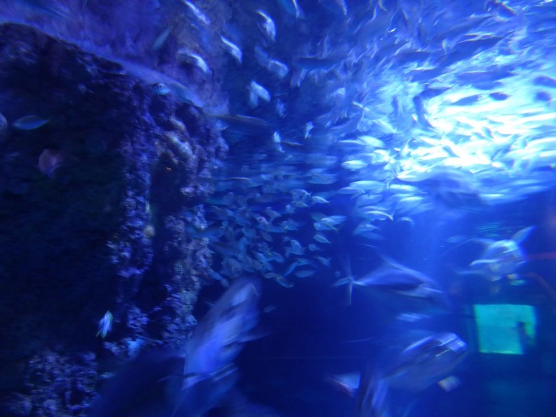 SEA-aquarium-sentosa-083.jpg