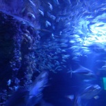 SEA-aquarium-sentosa-083