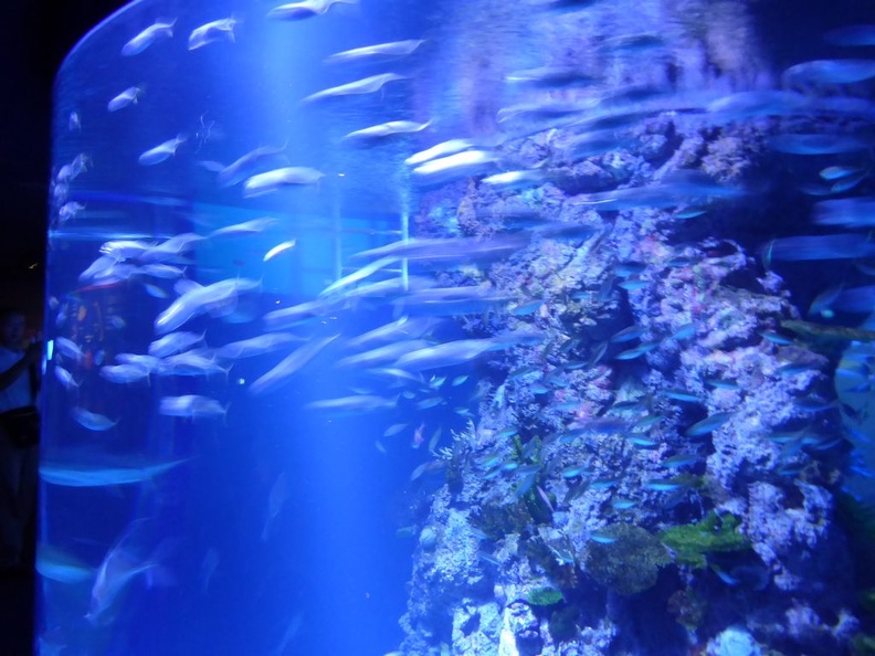 SEA-aquarium-sentosa-084.jpg