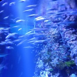 SEA-aquarium-sentosa-084