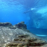 SEA-aquarium-sentosa-087