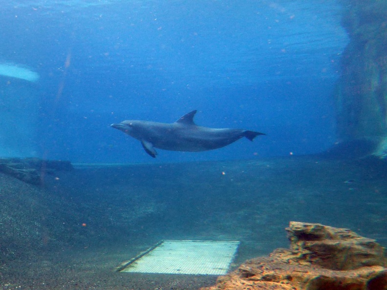 SEA-aquarium-sentosa-089.jpg