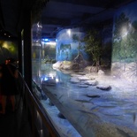 SEA-aquarium-sentosa-092