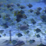 SEA-aquarium-sentosa-094