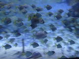 SEA-aquarium-sentosa-094