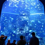 SEA-aquarium-sentosa-095
