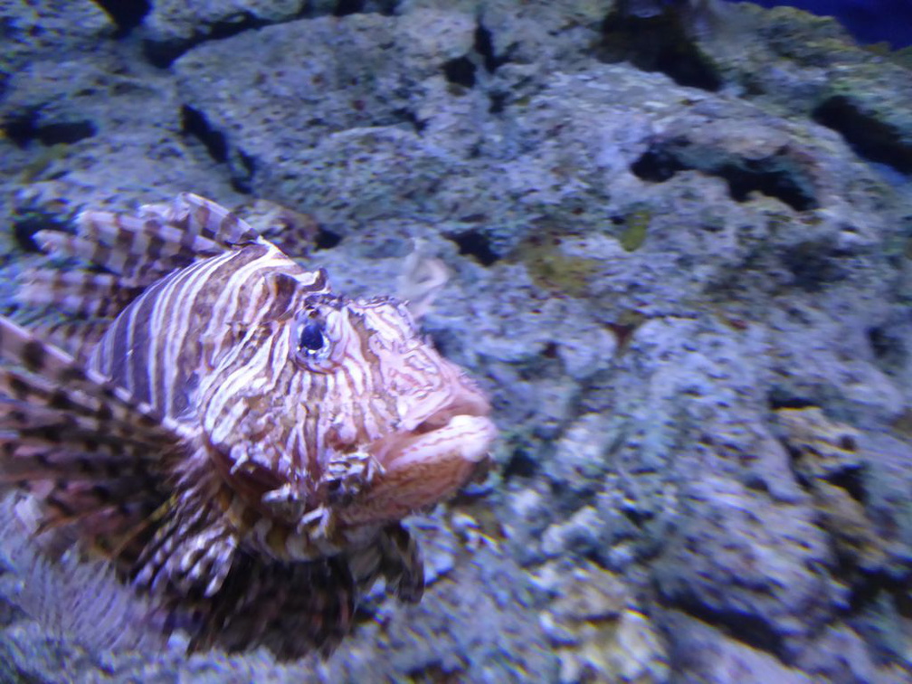 SEA-aquarium-sentosa-097