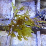 SEA-aquarium-sentosa-099