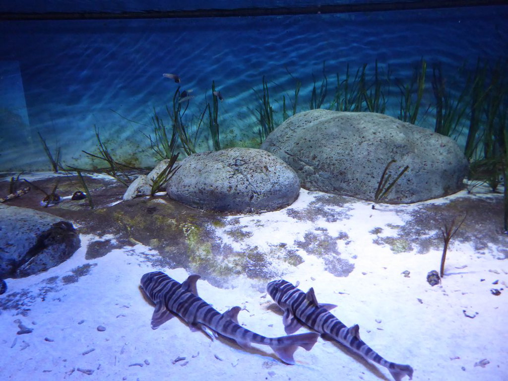 SEA-aquarium-sentosa-101