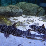 SEA-aquarium-sentosa-102