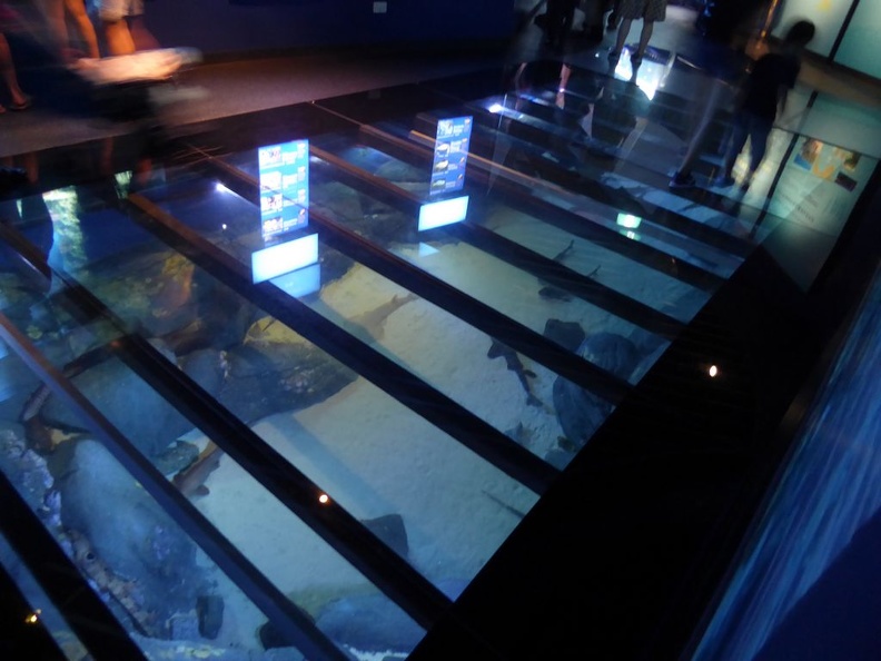 SEA-aquarium-sentosa-103.jpg