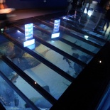 SEA-aquarium-sentosa-103