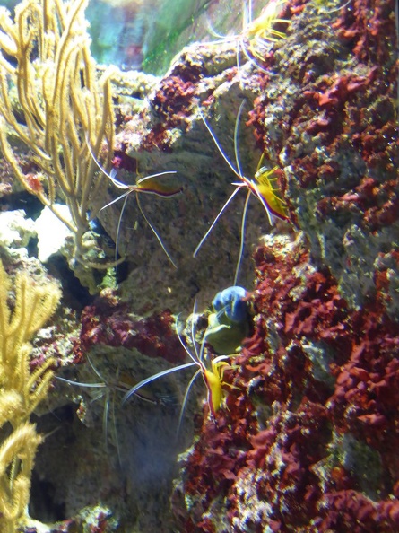 SEA-aquarium-sentosa-104.jpg