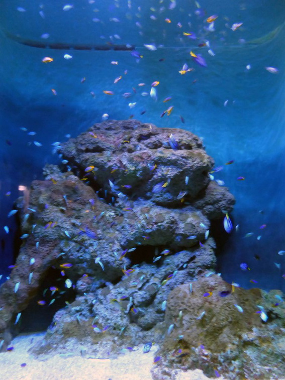 SEA-aquarium-sentosa-111