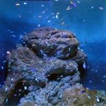 SEA-aquarium-sentosa-111