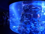 SEA-aquarium-sentosa-114