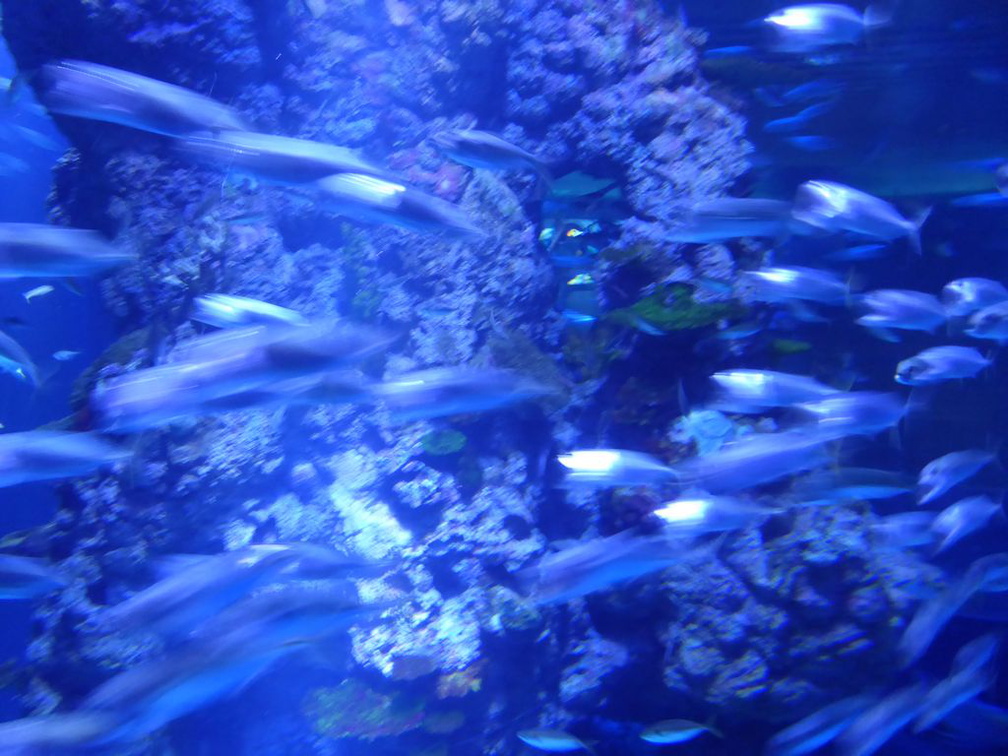 SEA-aquarium-sentosa-115