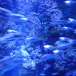 SEA-aquarium-sentosa-115