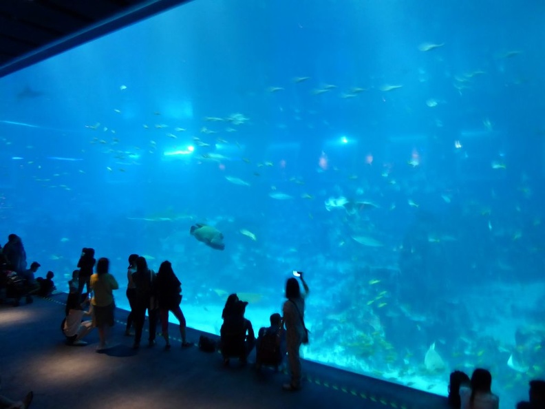 SEA-aquarium-sentosa-119.jpg