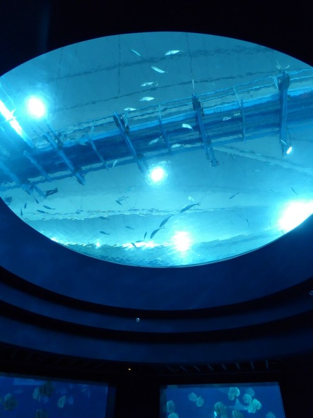SEA-aquarium-sentosa-121
