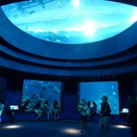 SEA-aquarium-sentosa-122