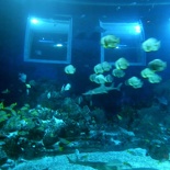 SEA-aquarium-sentosa-123