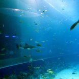 SEA-aquarium-sentosa-125