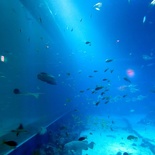 SEA-aquarium-sentosa-127