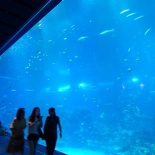 SEA-aquarium-sentosa-128