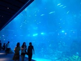 SEA-aquarium-sentosa-128