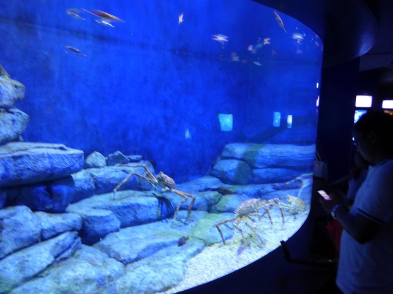 SEA-aquarium-sentosa-133.jpg