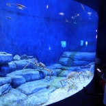 SEA-aquarium-sentosa-133