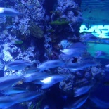 SEA-aquarium-sentosa-134