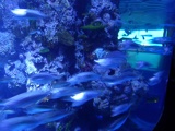SEA-aquarium-sentosa-134