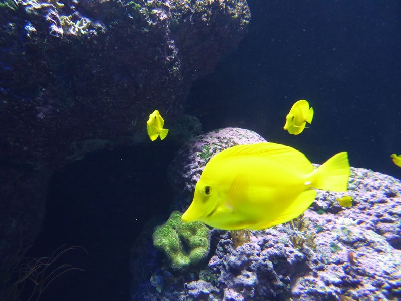 SEA-aquarium-sentosa-138