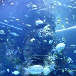 SEA-aquarium-sentosa-144