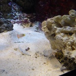 SEA-aquarium-sentosa-145