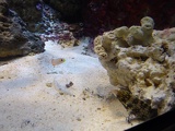 SEA-aquarium-sentosa-145