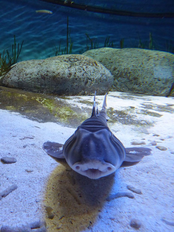 SEA-aquarium-sentosa-147