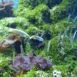SEA-aquarium-sentosa-149