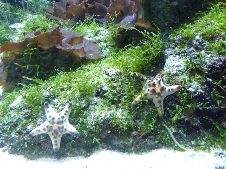 SEA-aquarium-sentosa-152.jpg