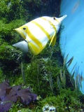 SEA-aquarium-sentosa-153