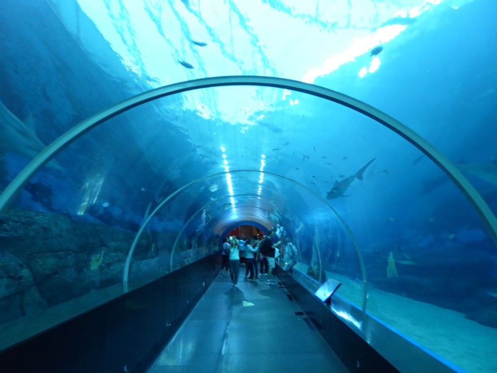 SEA-aquarium-sentosa-162