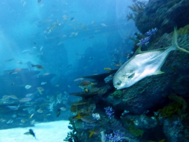 SEA-aquarium-sentosa-165